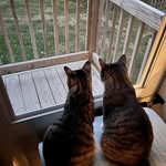 🐈 Abby & Pepper 🐈‍⬛ - @abbypepper25 - Instagram
