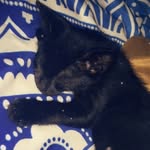 The.Bad.Catts - @abbie.pepper.midnight - Instagram