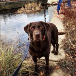 Abbie Pickering - @abfabskier - Instagram