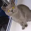 Abbie Rowley - @gamer_girl_888 - TikTok