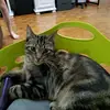 AbbieRyan - @sn5yrmihmrr - TikTok