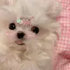 abbieschultz0 - @abbieschultz0 - TikTok