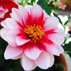Abbi may sharp - @abbi_sharp - TikTok