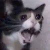 Abbigail Wade - @abbigailwade - TikTok
