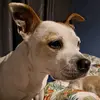 anne boleyn - @abbie.watson2 - TikTok