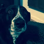 Abbigail Moore🍔🐶 - @__abbi__moo__moo__ - Instagram