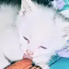 Abbigail Moore - @officially_abbi.11 - TikTok