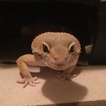 Abby Bauer - @geckosrule25 - Instagram