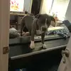 Abby Vea Baughman - @abby_is_cute_for_sure - TikTok