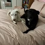 Abby&Baxter&Archer&Piper - @adventures.with.4pups - Instagram