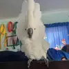 Abbybird00 - @abbybird00 - TikTok