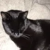Abby_Blaze  - @blazemycat - TikTok