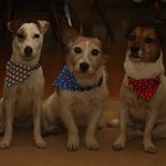 Abby Blythe - @terrier_triad - Instagram