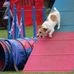 Abby Blythe dog training - Facebook
