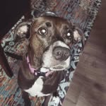 abby_the_budge - @abby_the_budge - Instagram