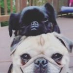 Abby Burch - @whyhellotherepep - Instagram