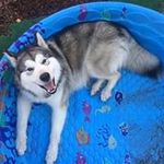 Abby Burk - @luluchalupa - Instagram
