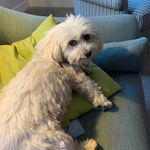 Abby Fischouza - @abby_bussy_ginsburg - Instagram