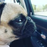 Abby the Pug - @abbybuttons19 - Instagram