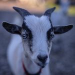 Abby and Robert Carruthers - @shamrock_zoo - Instagram