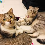 Abby & Casper - @abbycaspersue - Instagram