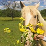 Abby & Casper - @caspertheblondie - Instagram