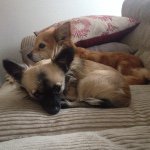 Casper & Abby 🐾 - @casperabbygram - Instagram