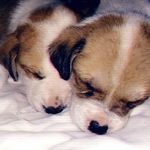 💞🐶casper&abby🐶💞 - @casper_abby._ - Instagram