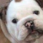 🐷🐷Pigs and Bulldogs🐶🐶 - @abby_catalano - Instagram