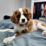 Abbey The Cavalier - @adventuresof.abbey - Instagram