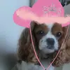 abby <33 - @abby.thecavalier - TikTok