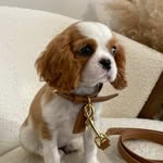 Abby | Cavalier King Charles - @abby.cafe.creme - Instagram