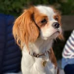 ABBY 🐶 - @mrs.abby_thecavalier - Instagram