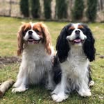 Abby & Nezi - @cavaliers_abby_nezi - Instagram