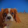 Abby🎀🐾 - @abby.the.cavalier - TikTok