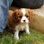 Abby - @abby_cavalier - Instagram