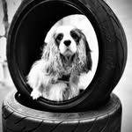 Abby Cavalier - @abby_the_cavalierking - Instagram