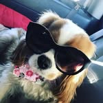 💕🐶🐾Abby🐾🐶💕 - @cavalier_abby - Instagram