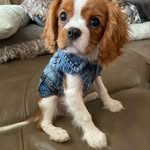 Abby McGee Cavalier - @abb.dorable.cavalier - Instagram