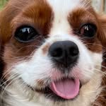 Abby the Cavalier - @abby_the_cav - Instagram