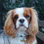 Abby the Cavalier - @_abbycav_ - Instagram