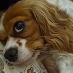 Abby The Cavalier🐾 - @abby.thecavalier - Instagram
