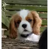 Abby the Cavalier - @abigailthecav - TikTok