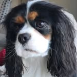 Abby the Cavalier - @lookoutabbycavalier - Instagram
