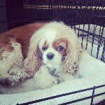 Abby the Cavalier  - @abbythecavalier - Instagram