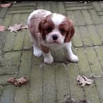 Abby the King Charles Cavalier - @thepuplifeofabby - Instagram
