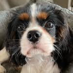 Abby.Guenny vom grauen Granit - @abby_thecavalier - Instagram