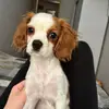 cavalier.abby - @cavalier.abby - TikTok