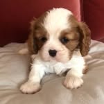 Costanza e Abigail - @abby.connie.cavaliers - Instagram
