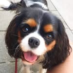 Happy Abby - @happyabby_cavalier - Instagram